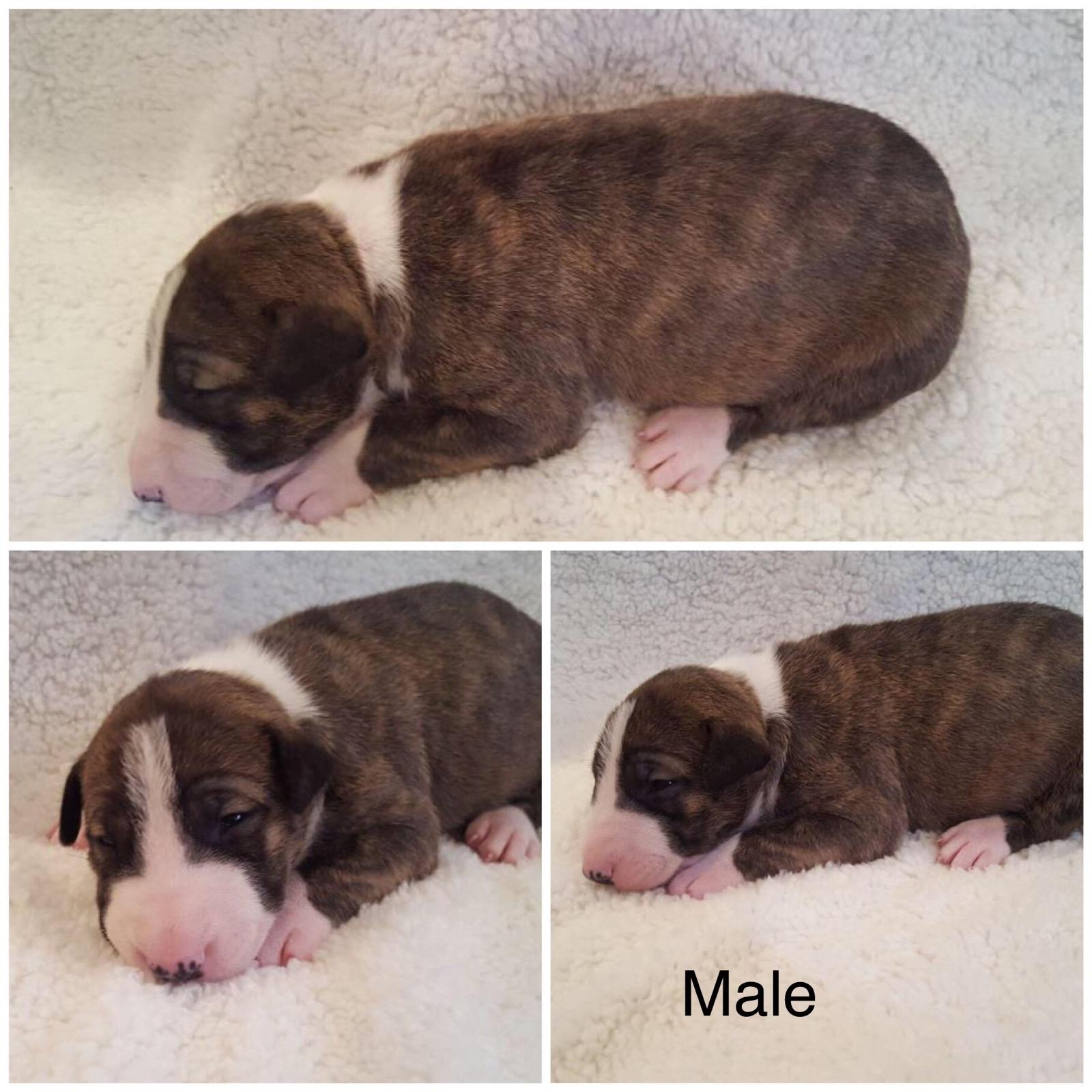 English Bull Terrier puppies