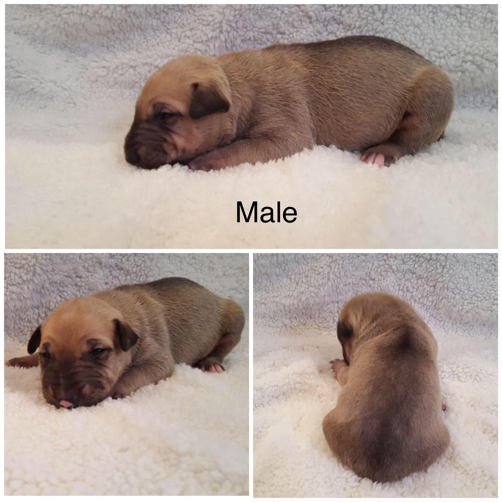 English Bull Terrier puppies