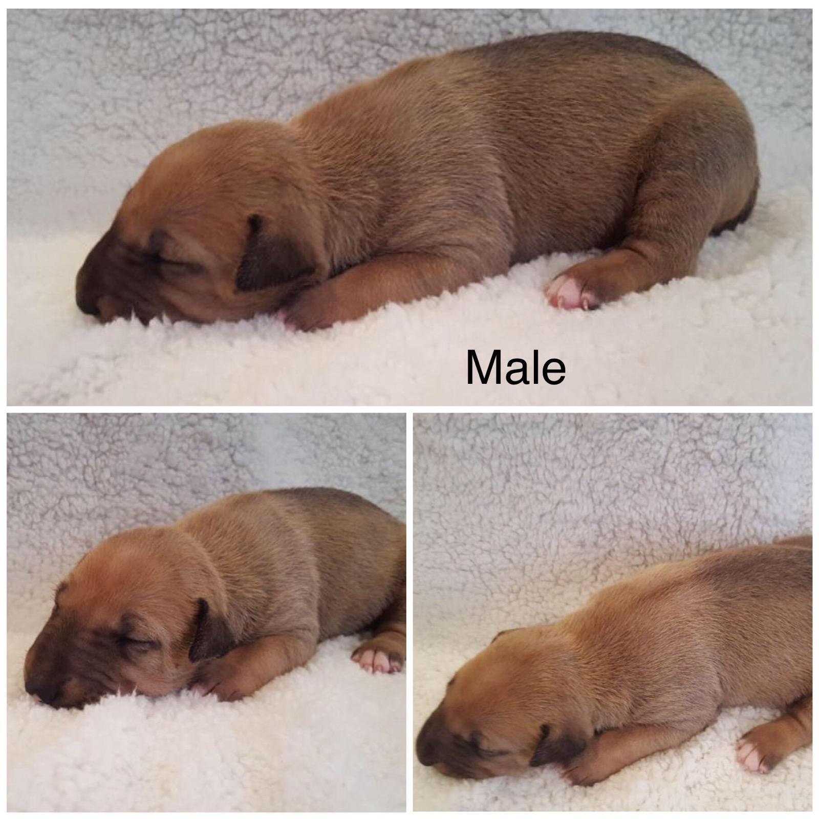 English Bull Terrier puppies