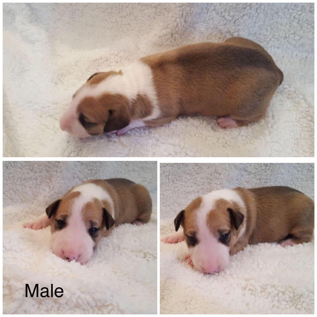 English Bull Terrier puppies