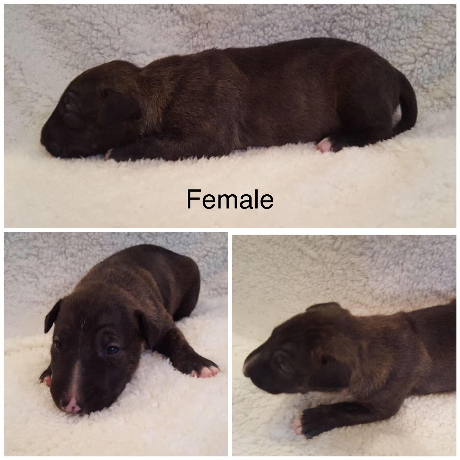 English Bull Terrier puppies