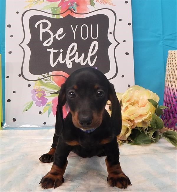 Lacey the lovely female dachshund!!