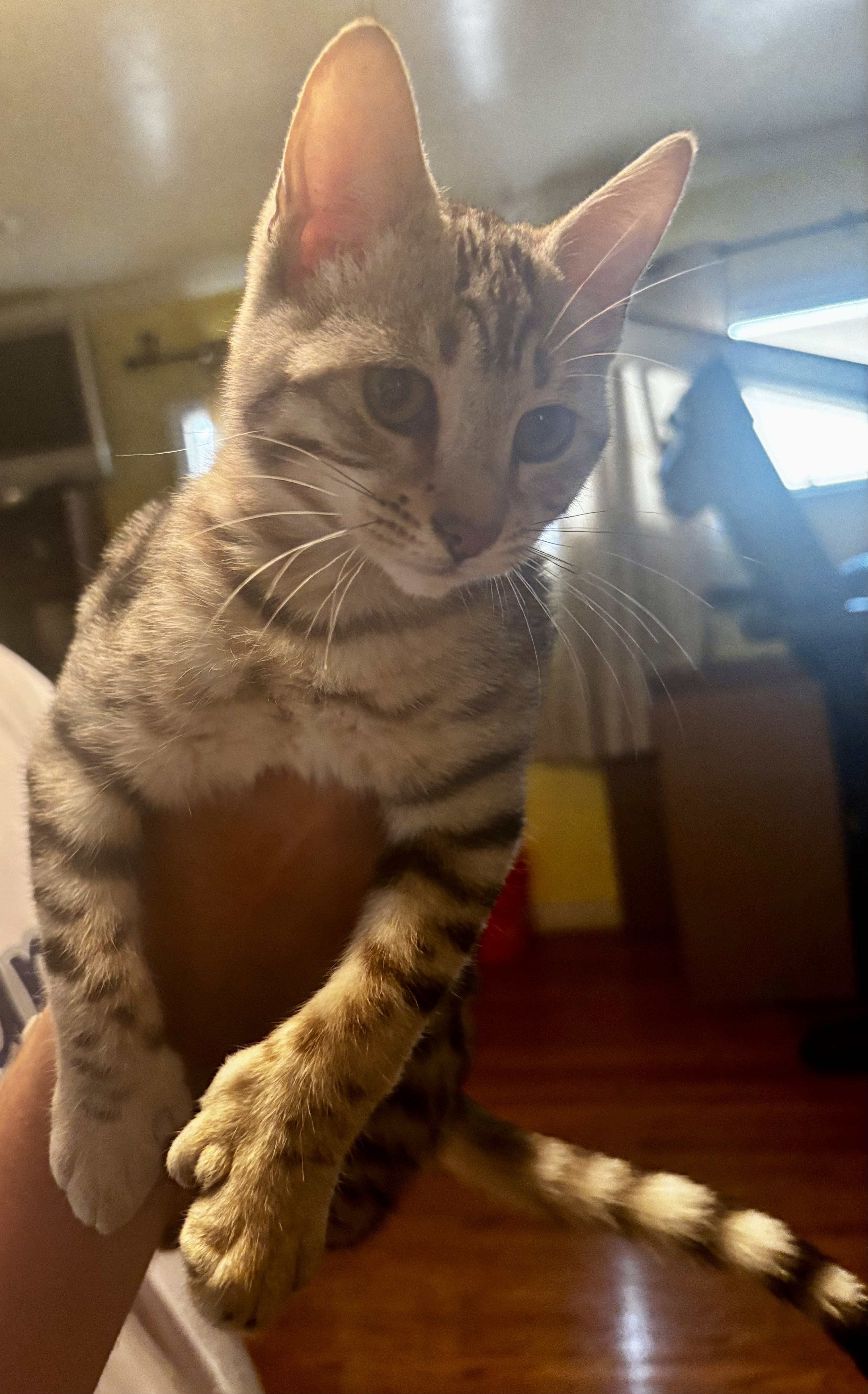 Bengal Kittens
