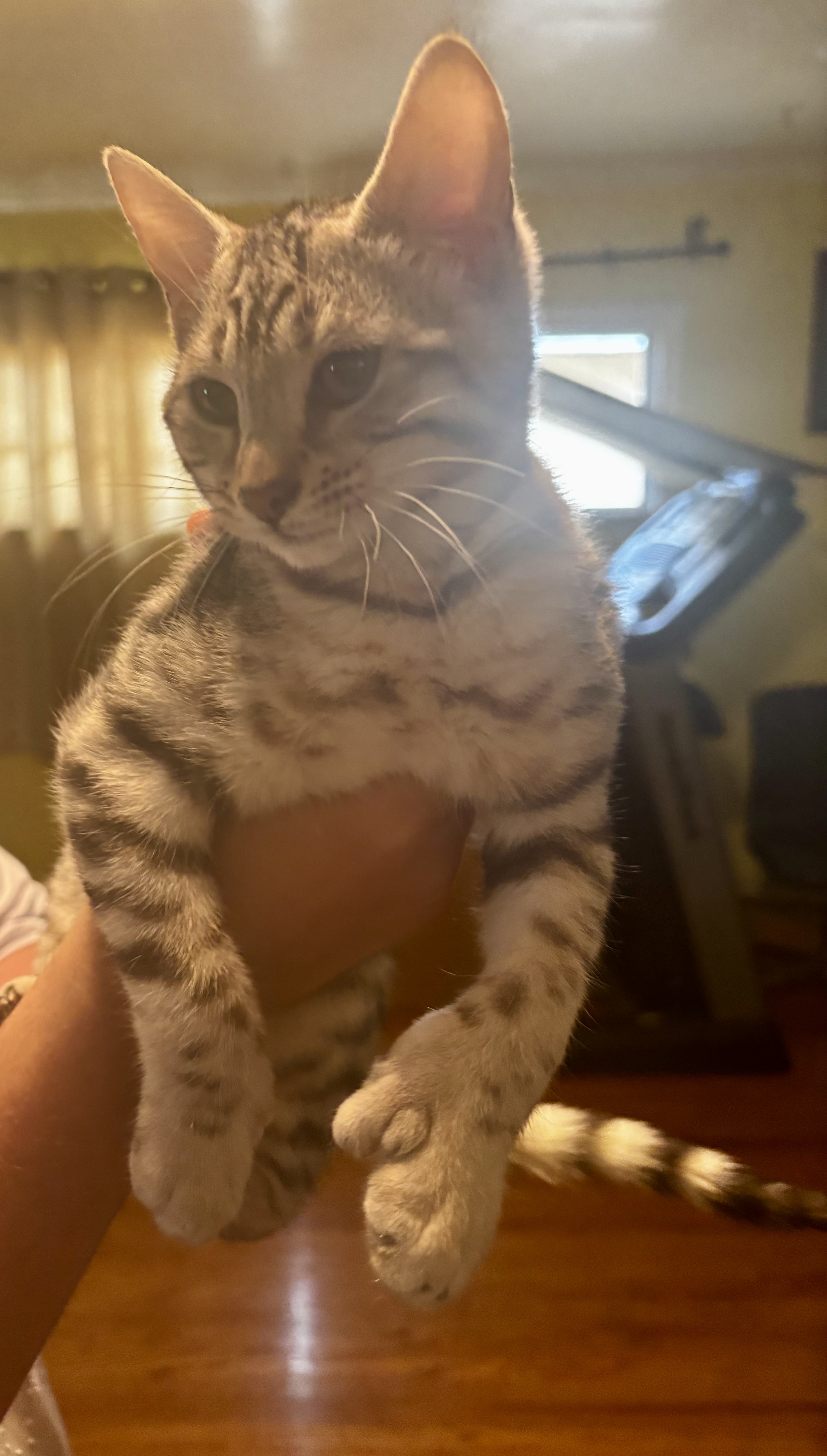 Bengal Kittens