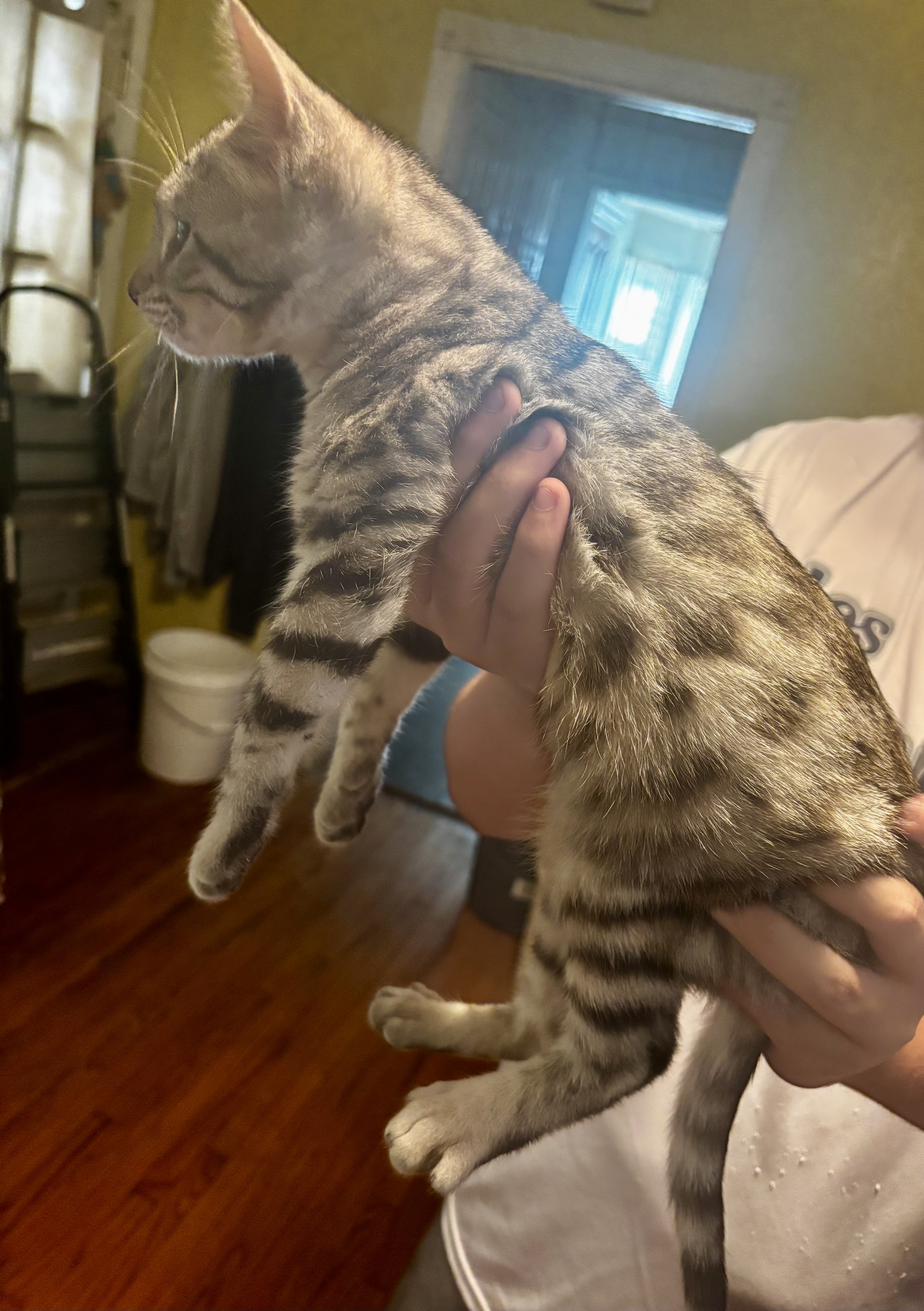 Bengal Kittens