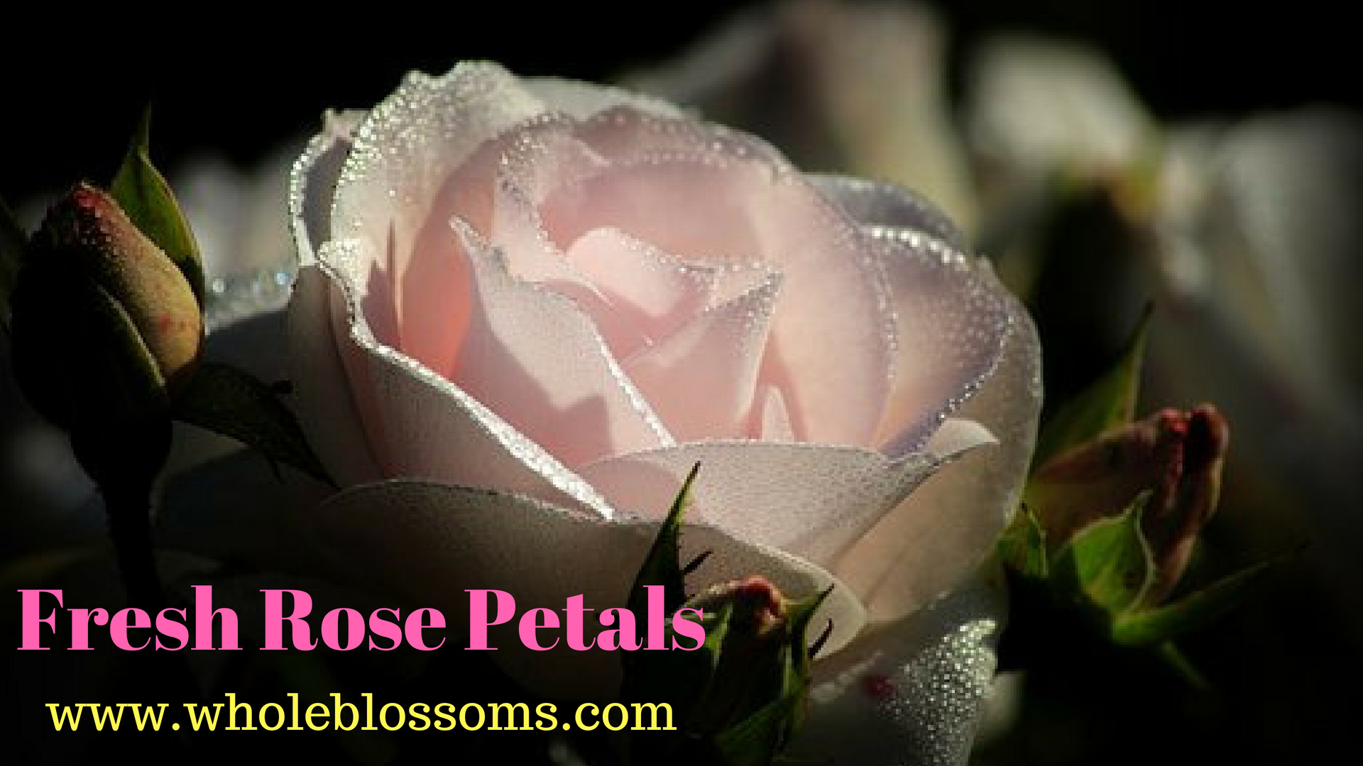 Get Flawless Rose Petals from Whole Blossoms at the Best Prices