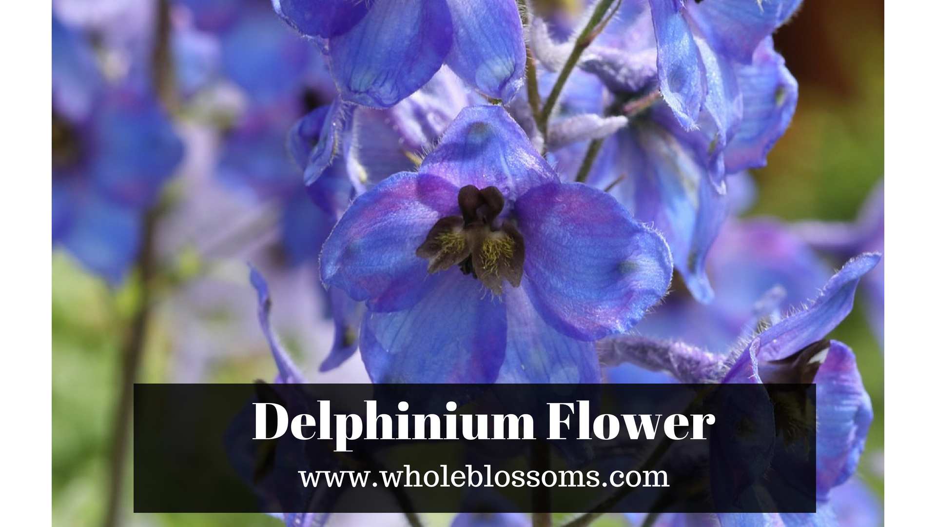 Order Delphinium Flowers in Bulk for Your Decoration