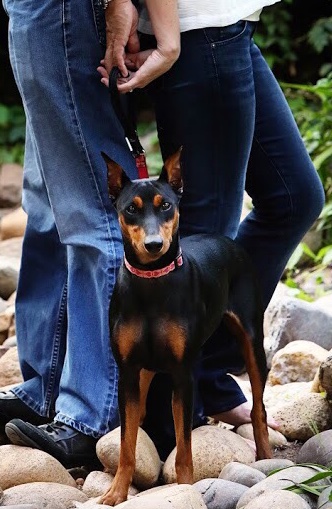 LOST DOG!!!