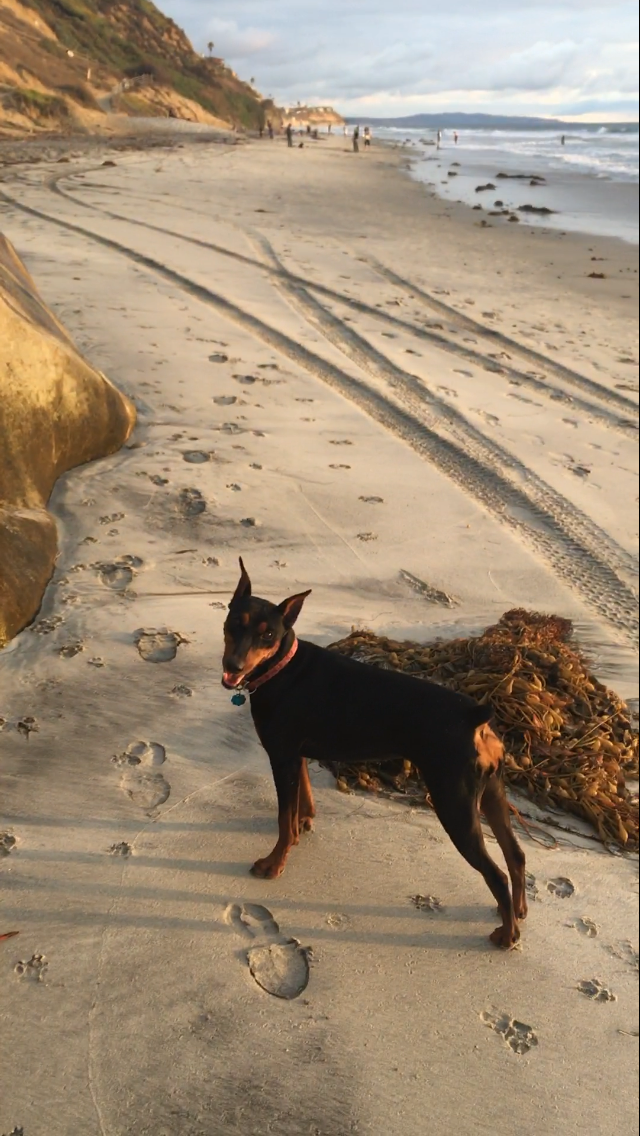 LOST DOG!!!
