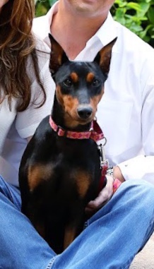 LOST DOG!!!