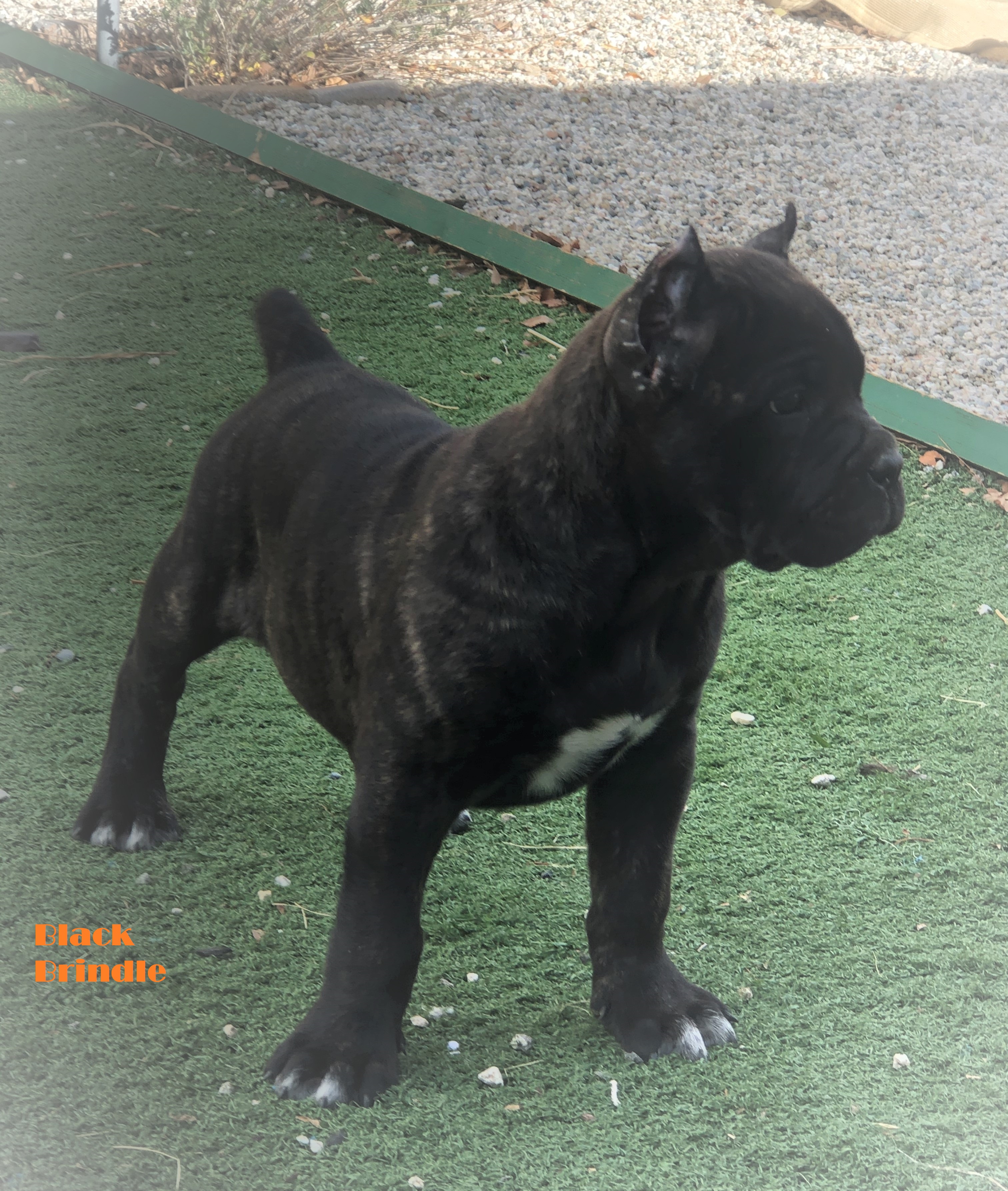 Cane Corso Puppies For Sale Corona Ca 82878 Petzlover