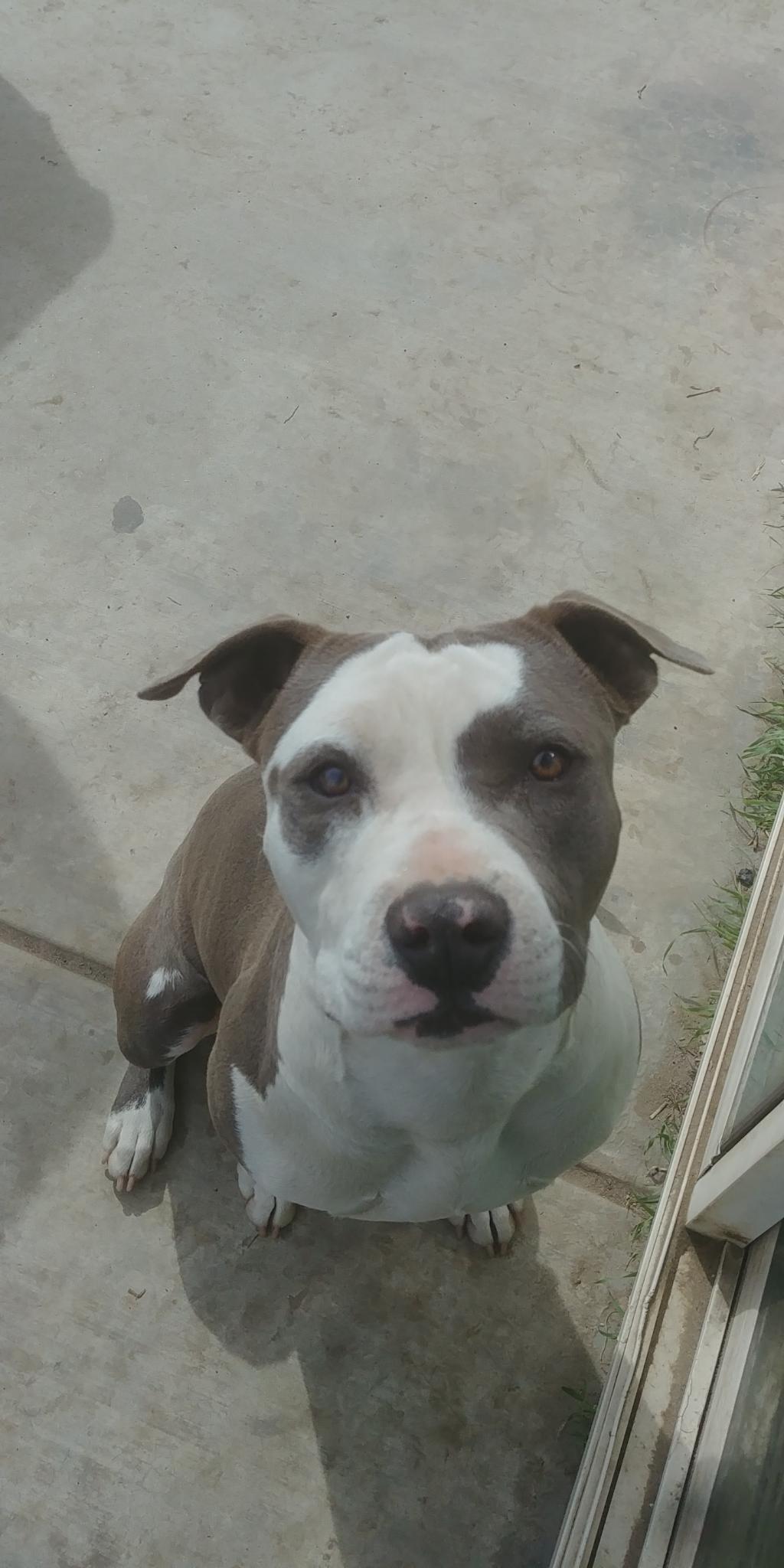 7 week old male pitbull puppy