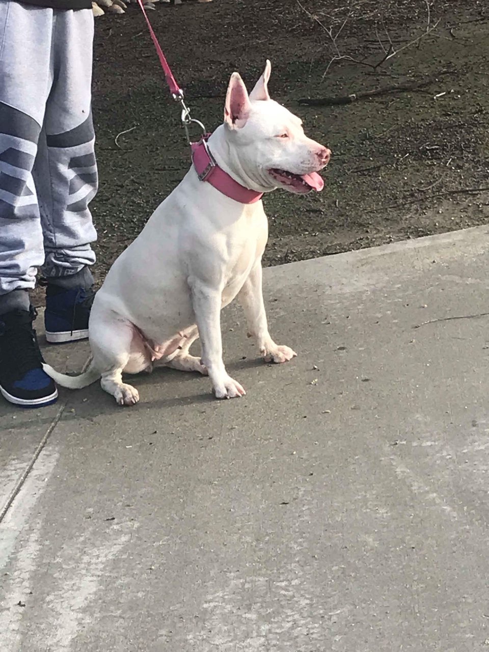 7 week old male pitbull puppy