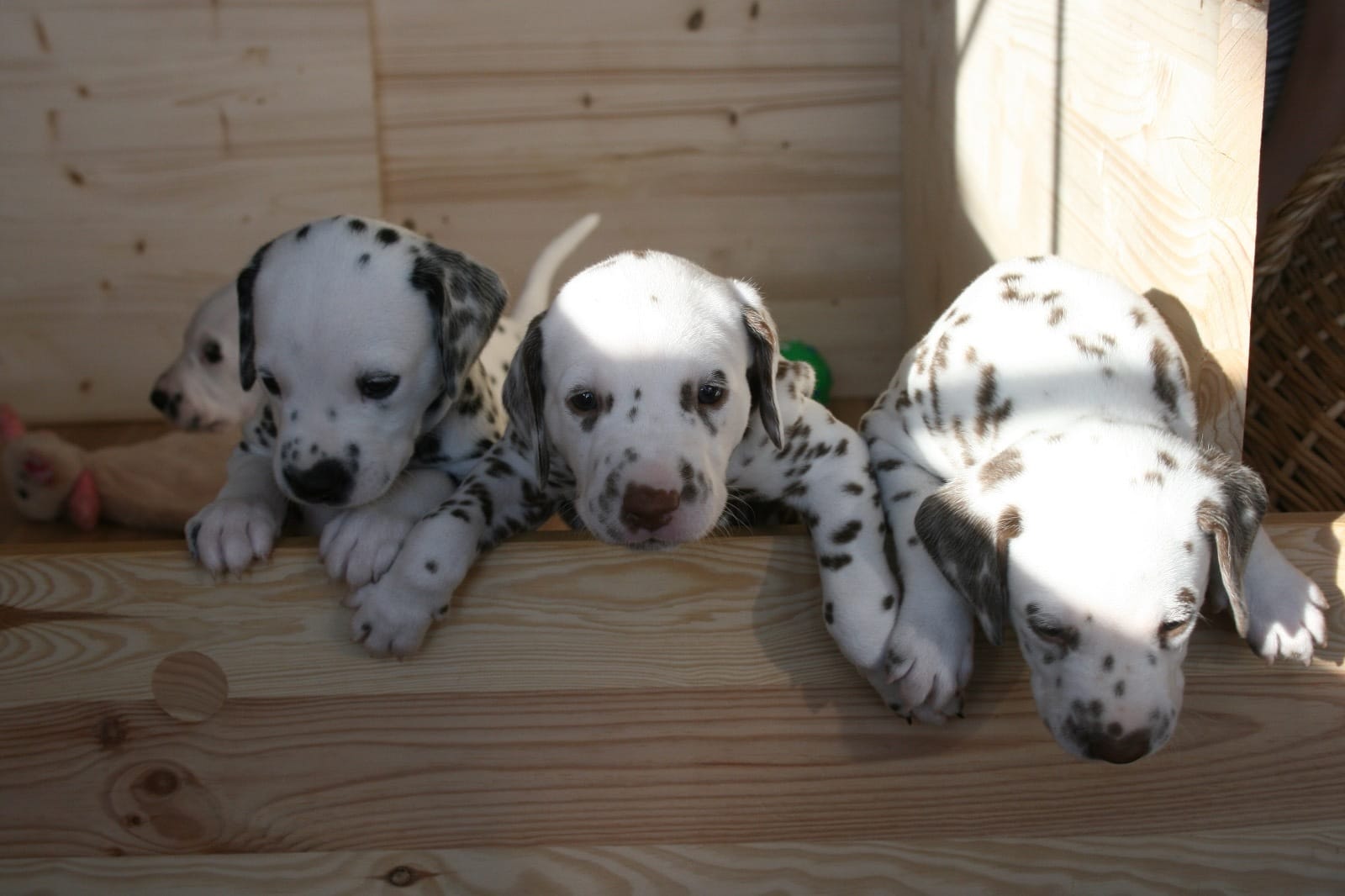 Dalmatian puppies