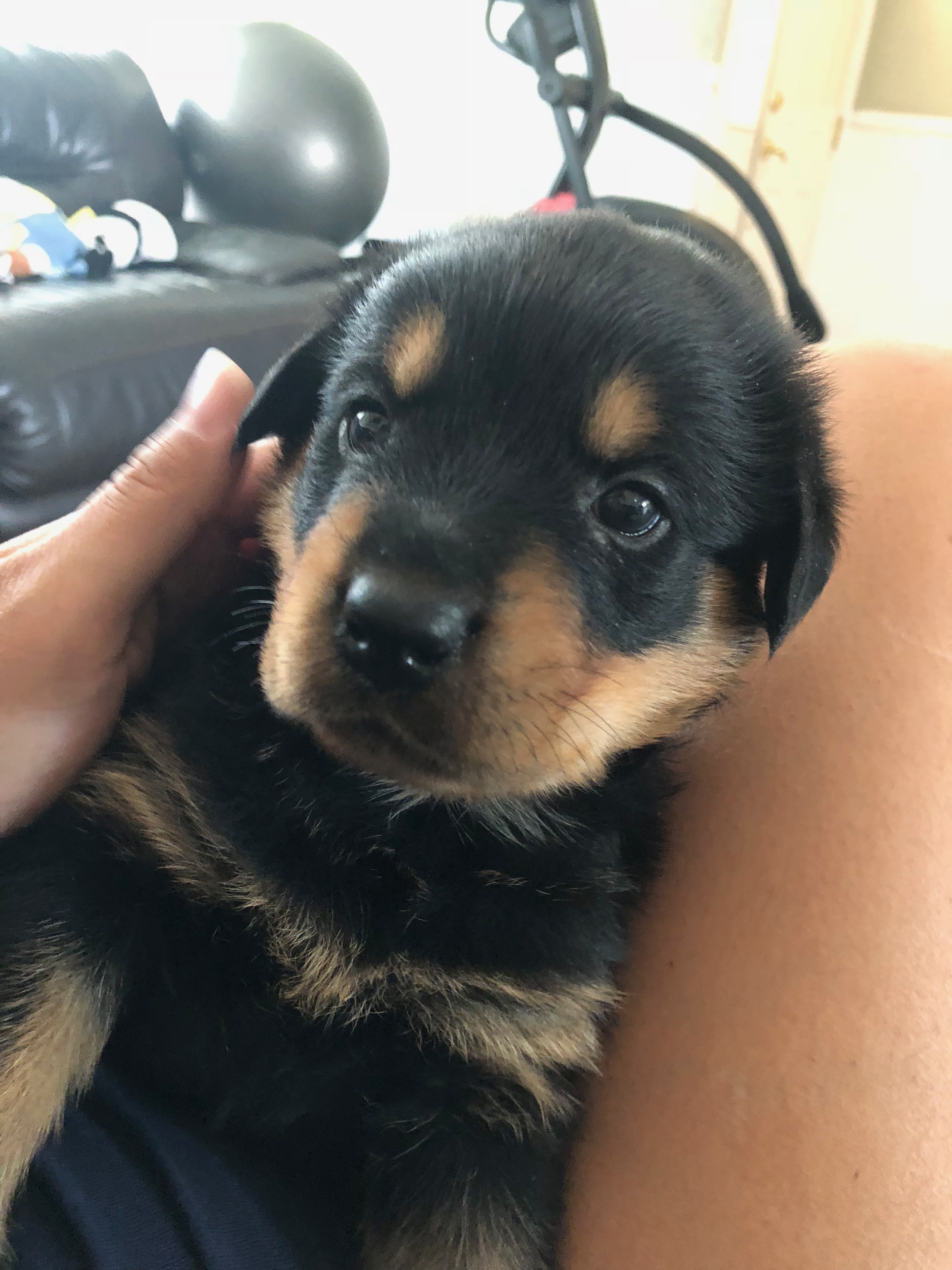 Rottweiler Puppy 5 weeks old