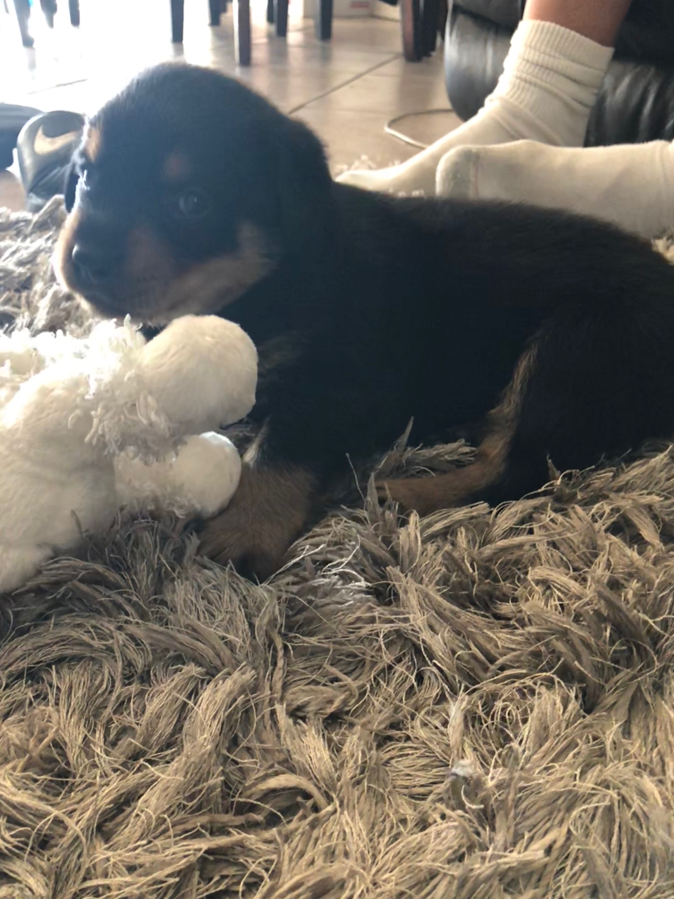 Rottweiler Puppy 5 weeks old