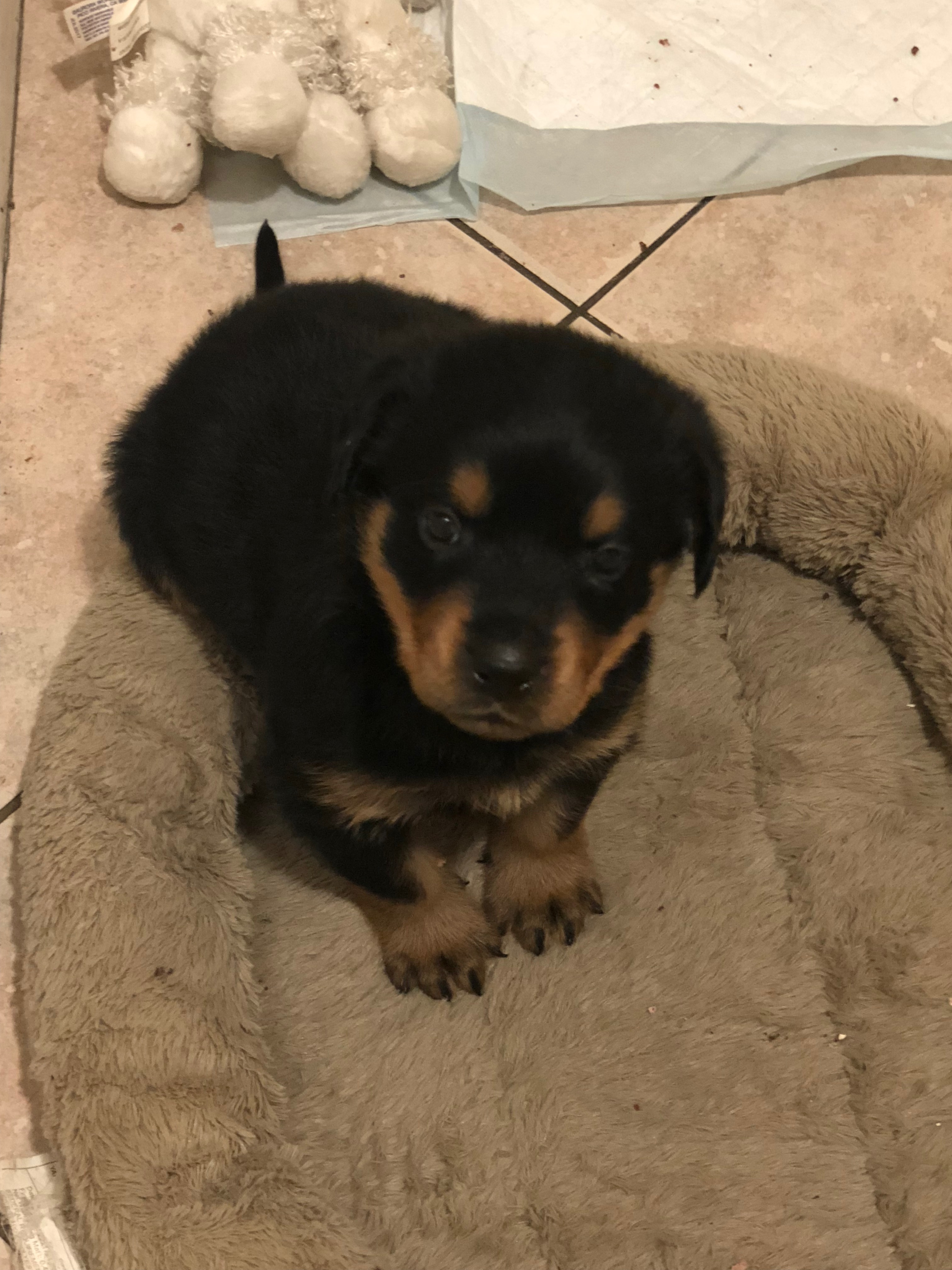 Rottweiler Puppy 5 weeks old