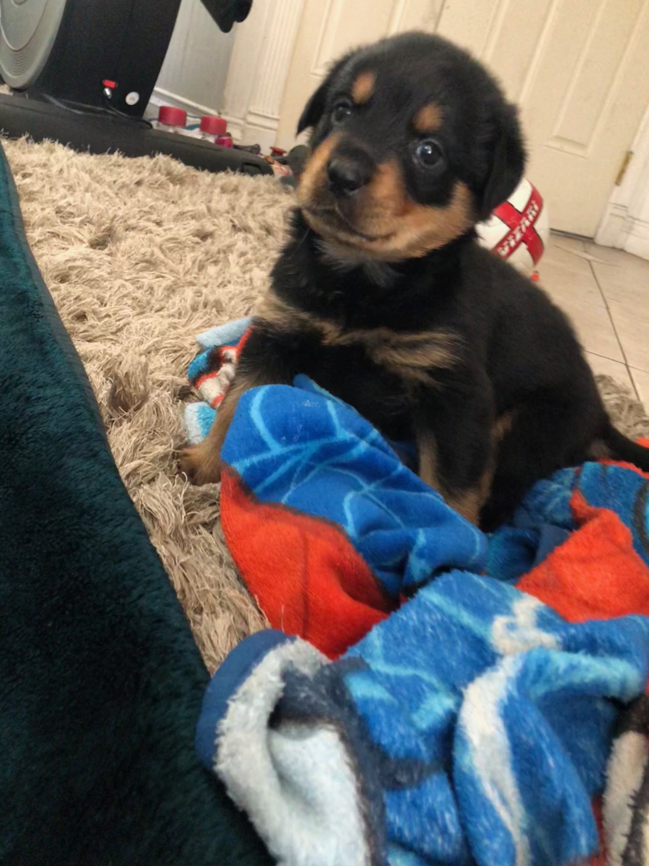 Rottweiler Puppy 5 weeks old