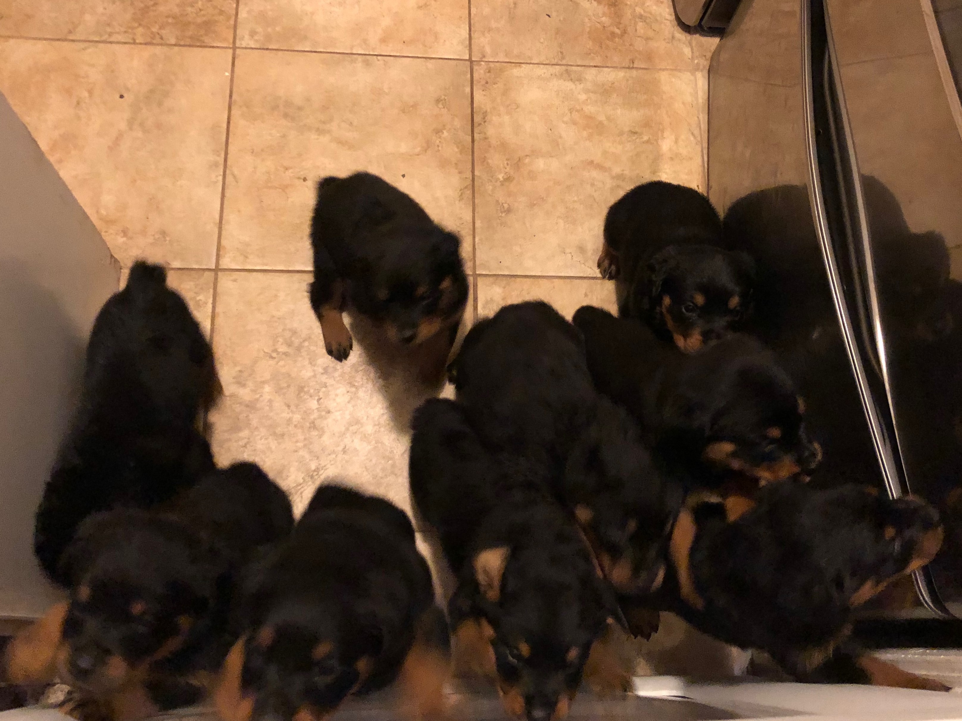 Rottweiler Puppies