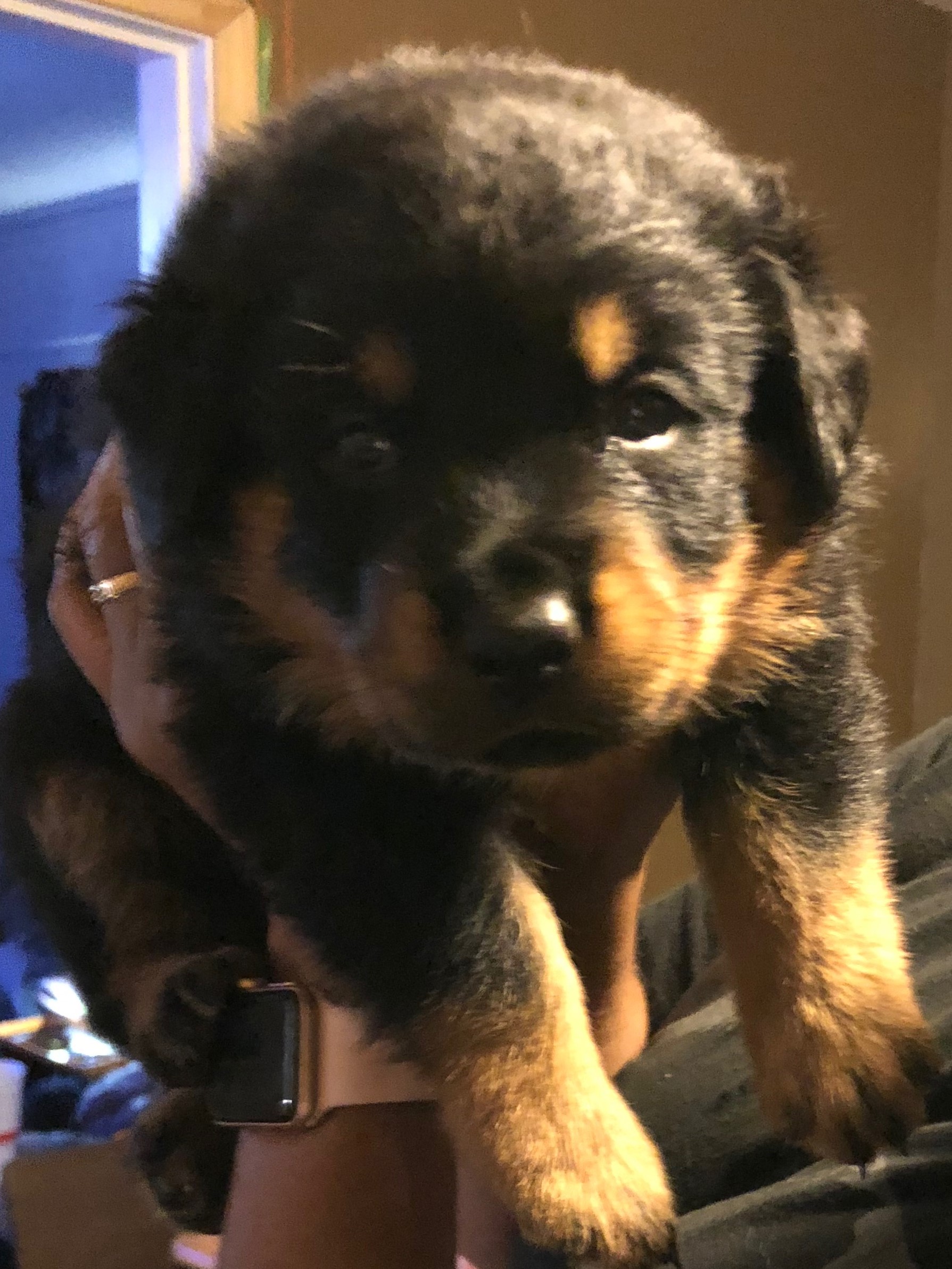Rottweiler Puppies
