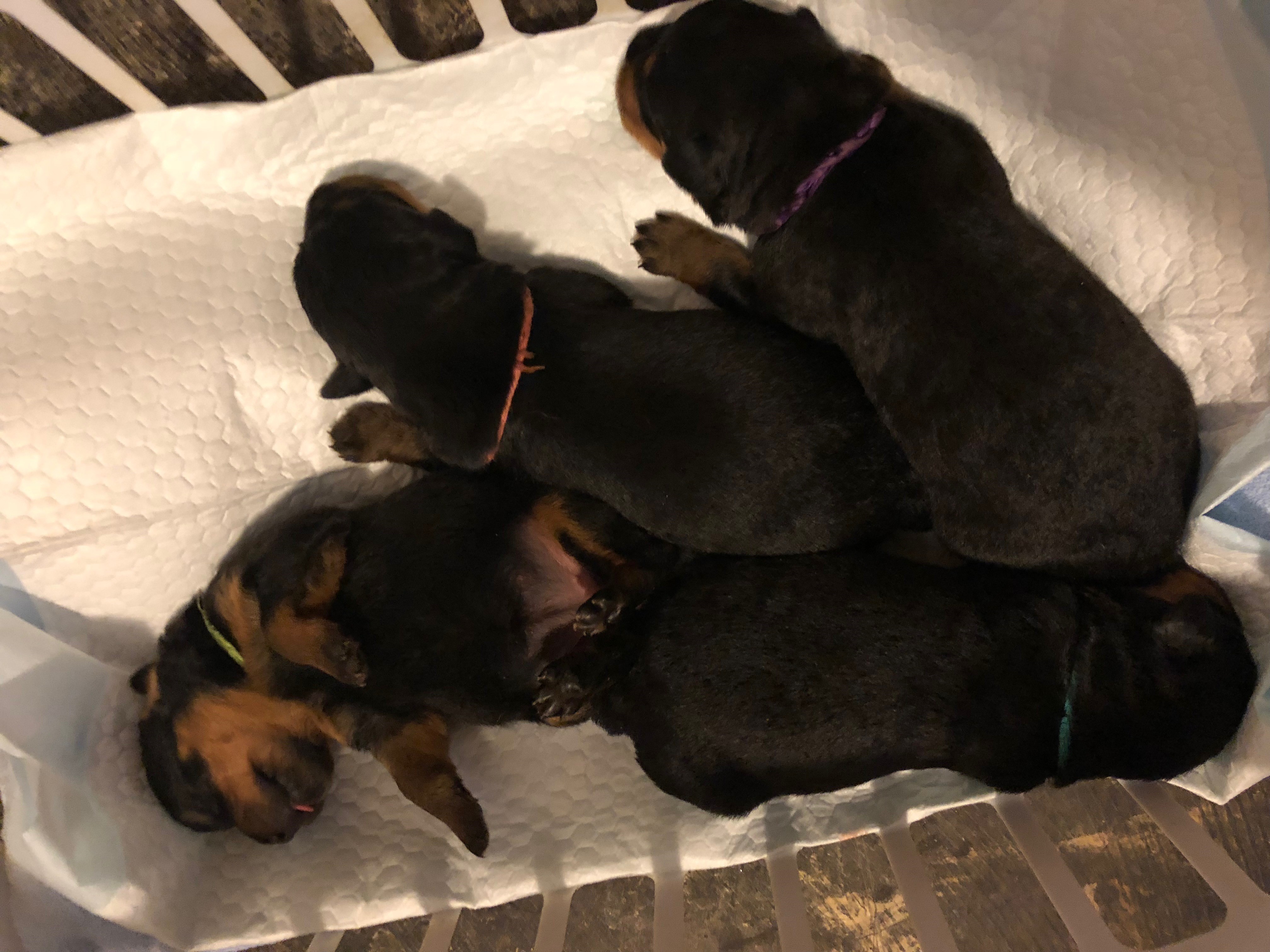 Rottweiler Puppies