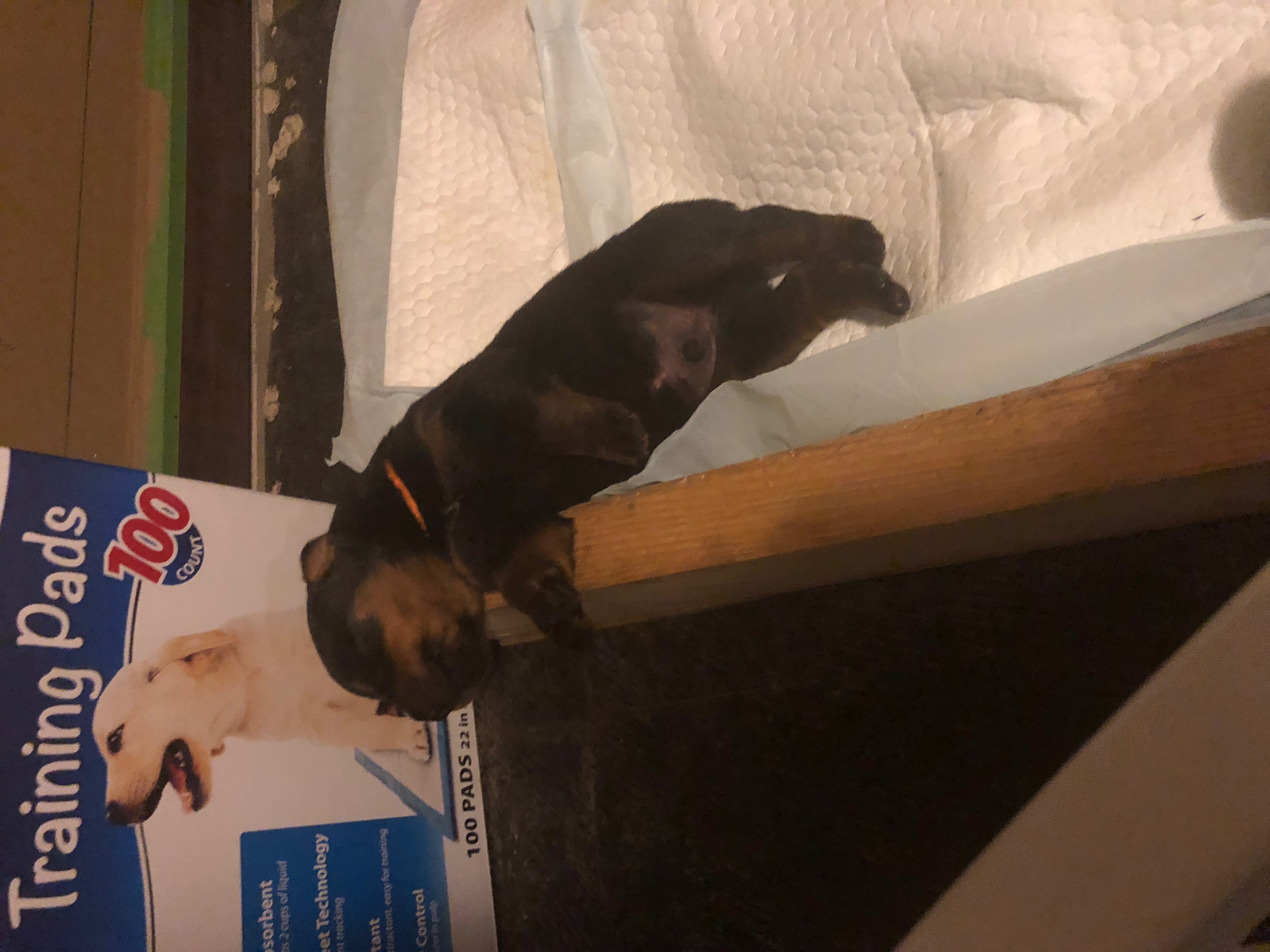 Rottweiler Puppies