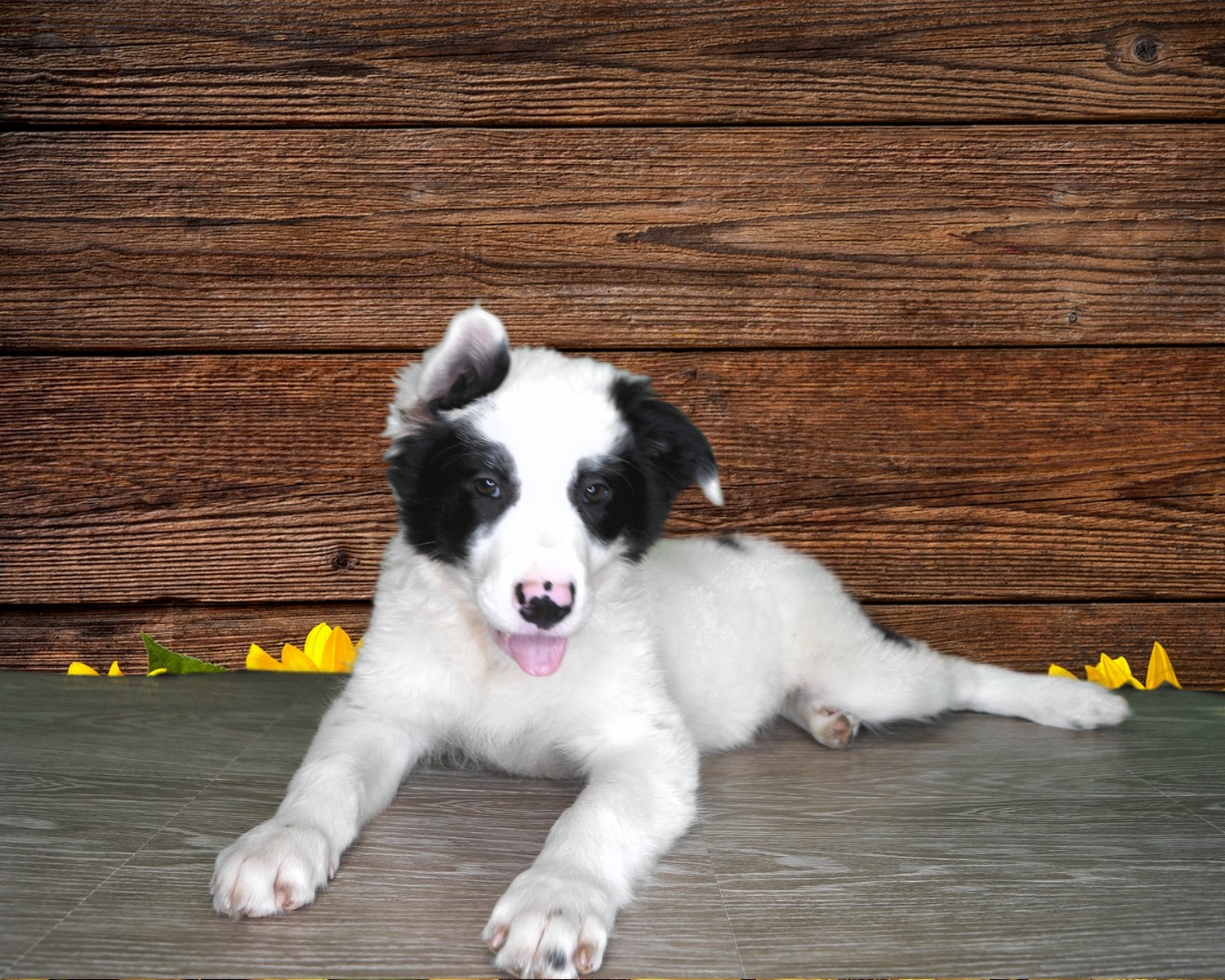 Border Collie/ Australian Shepherd