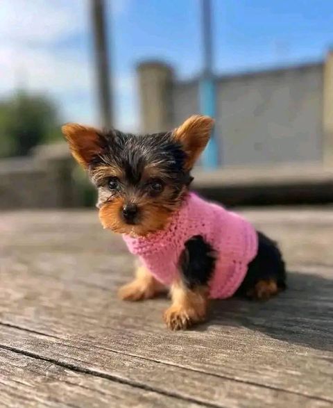 AFFORDABLE YORKIE PUPPIES (231)-294-3324