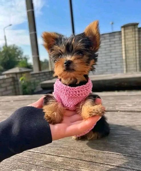 AFFORDABLE YORKIE PUPPIES (231)-294-3324