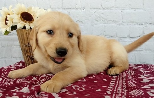 PennySaver | Adorable outstanding Golden Retriever puppies ...