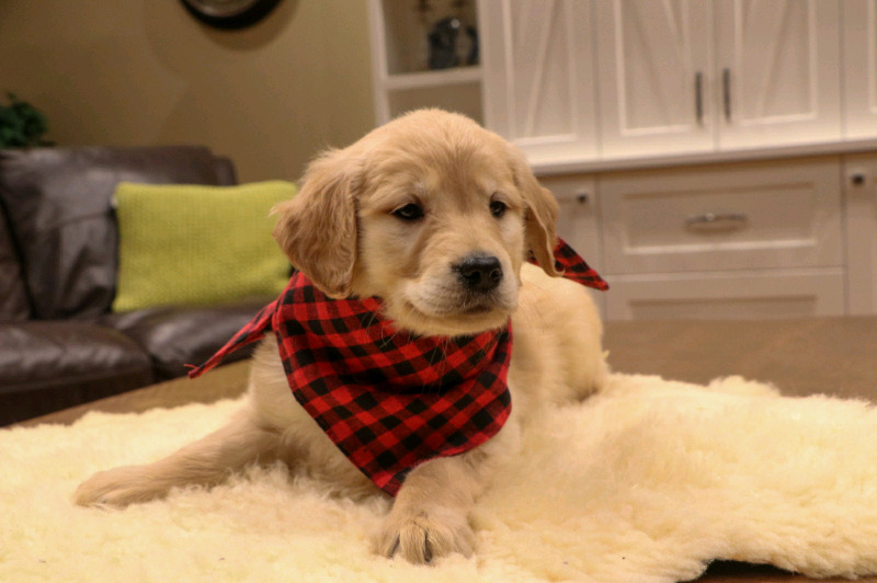 Pennysaver Cute And Adorable Golden Retriever Puppies Available In Miami Dade Florida Usa