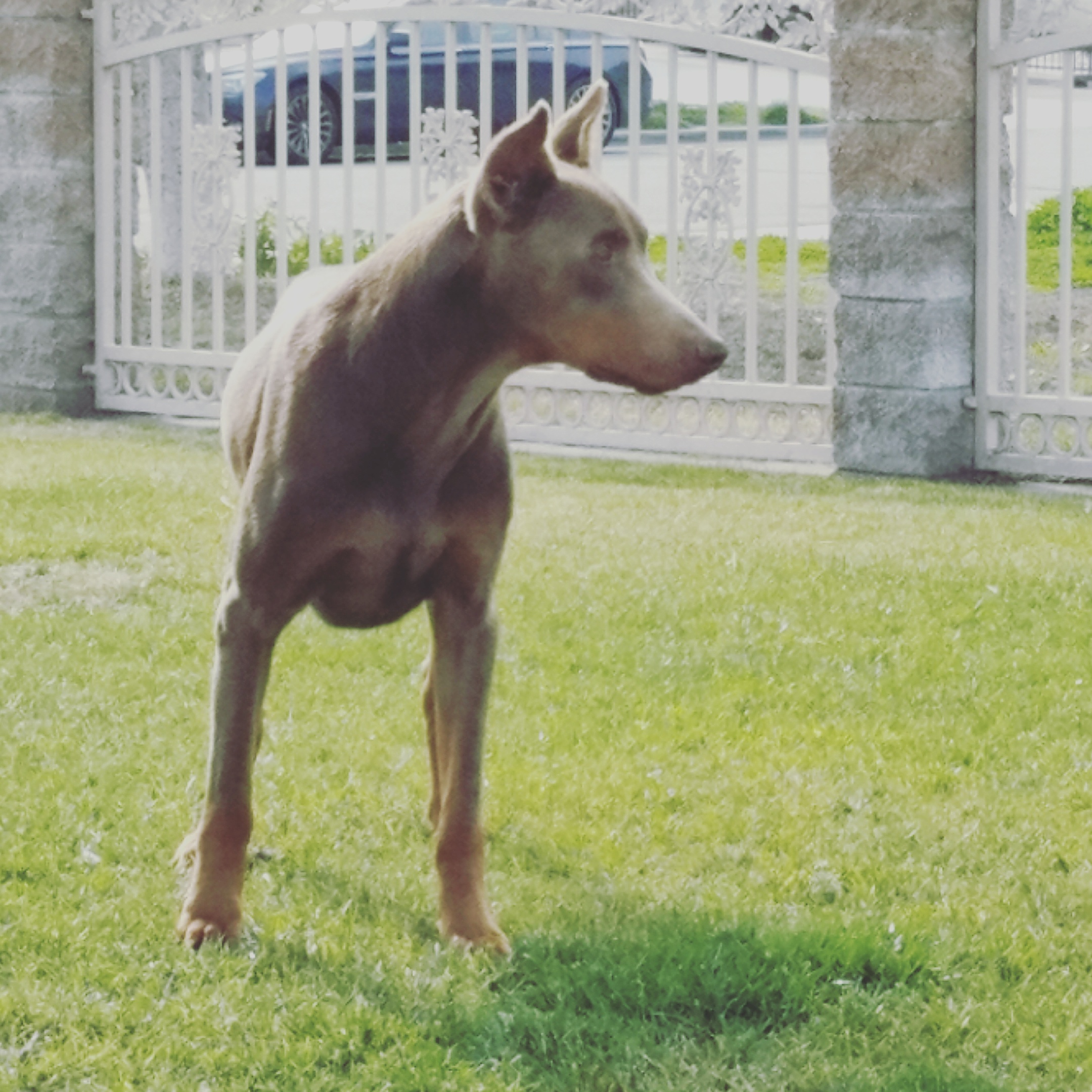 Doberman stud