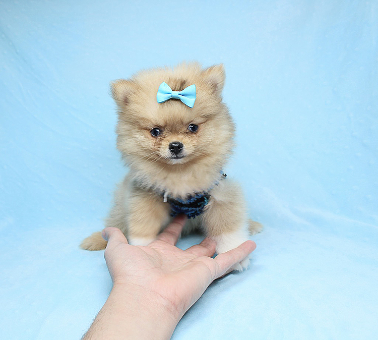 PennySaver I Dog X Plus Teacup Pomeranian Puppy in Los