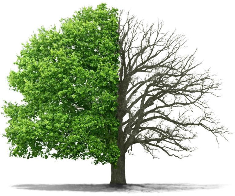 William Tree Service