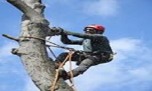 Columbus Georgia Tree Removal