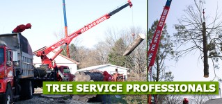 Understanding Tree Removal Costs in NJ