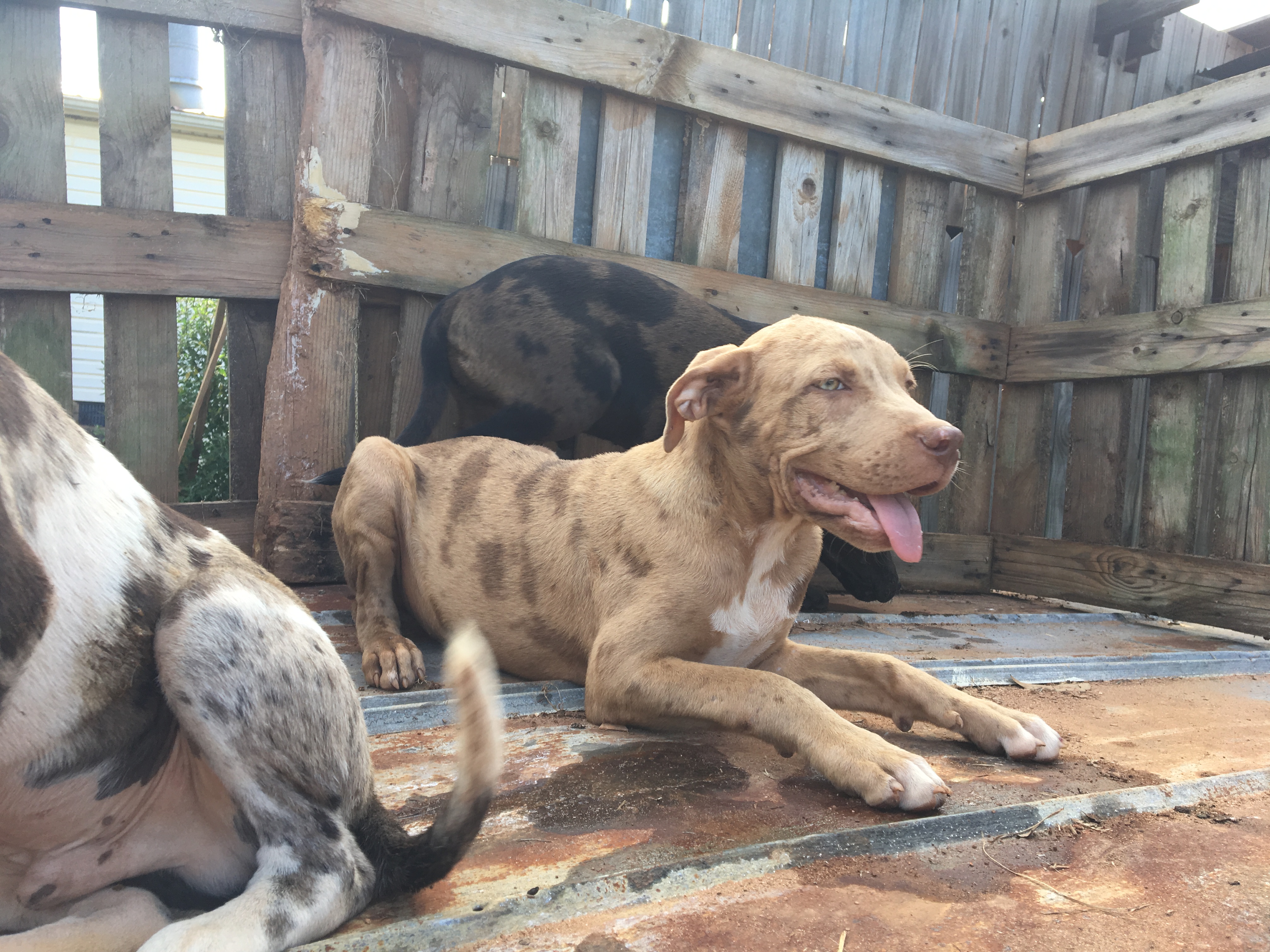Catahoula Puppies for Sale