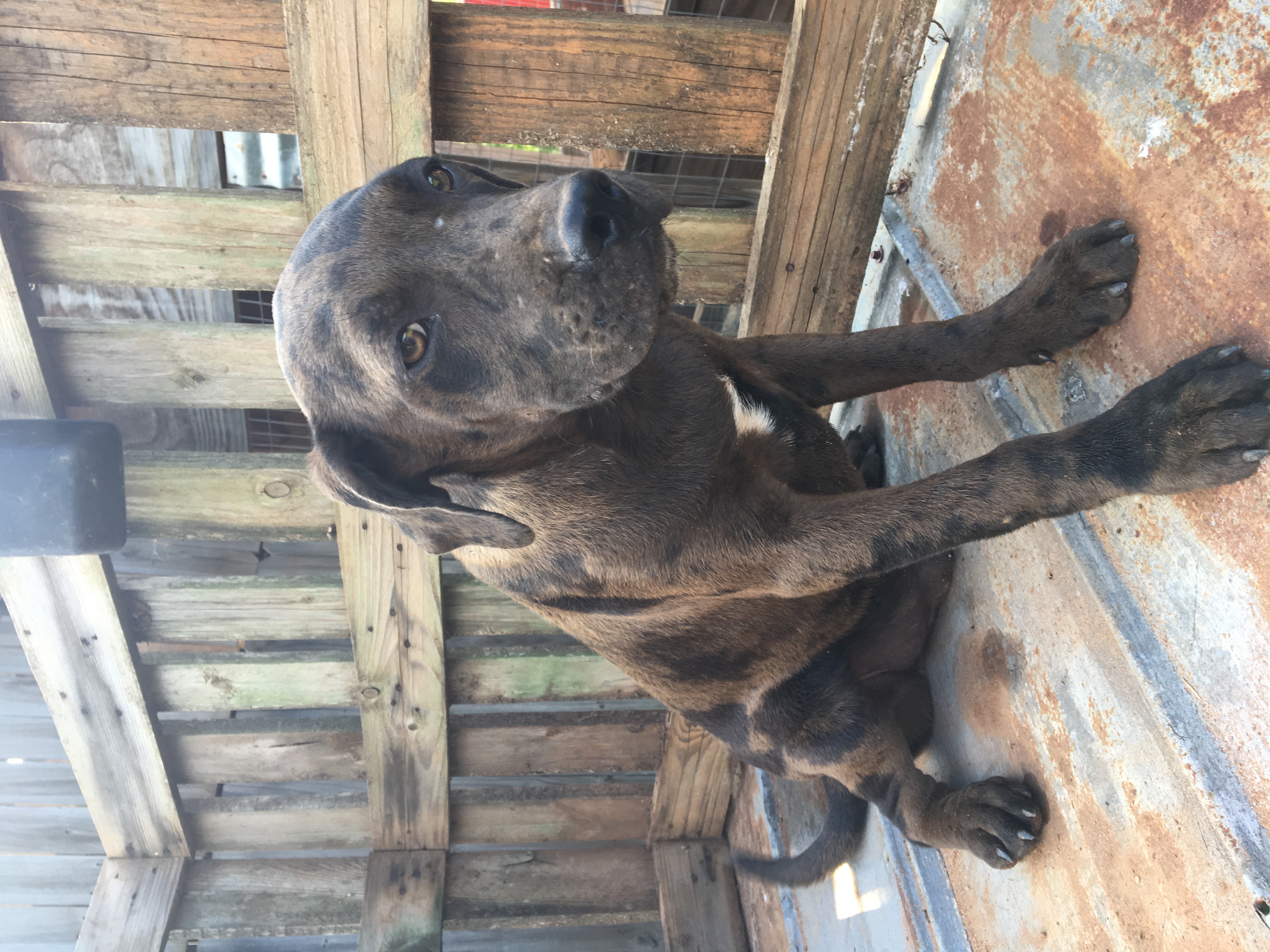 Catahoula Puppies for Sale