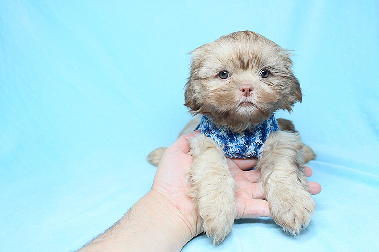 Roar - teacup shih tzu puppy