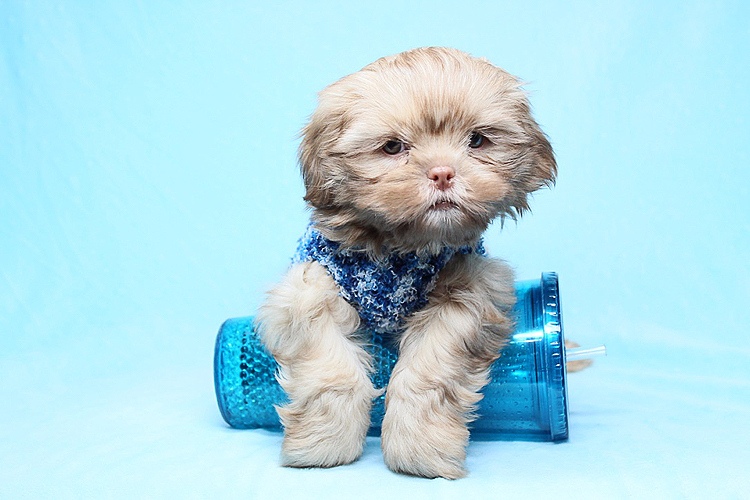 Roar - teacup shih tzu puppy