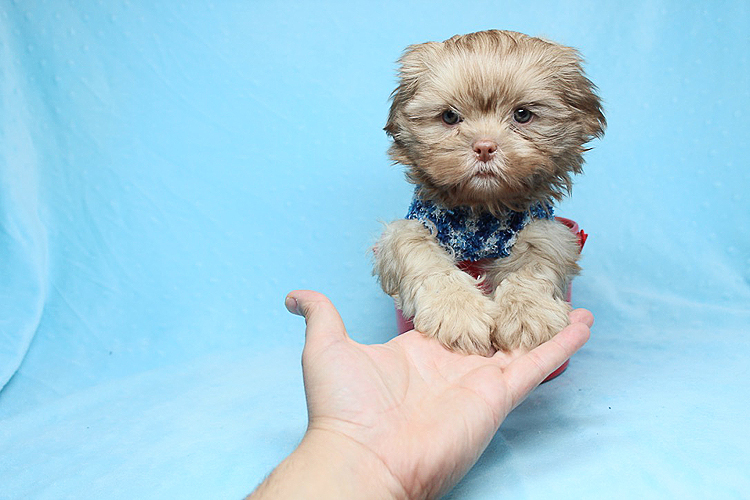 Roar - teacup shih tzu puppy
