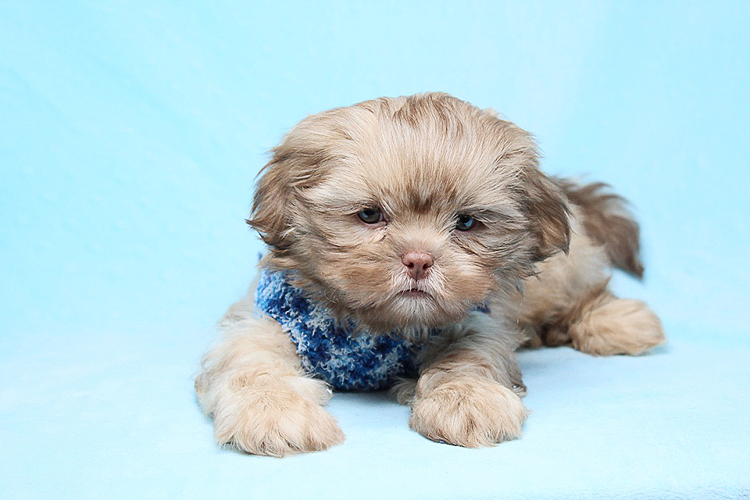 Roar - teacup shih tzu puppy