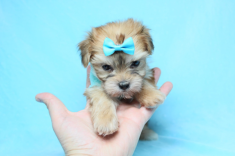 Boy with Luv - Tiny Teacup Morkie