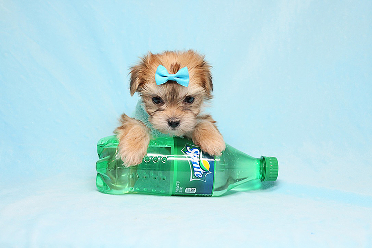Boy with Luv - Tiny Teacup Morkie