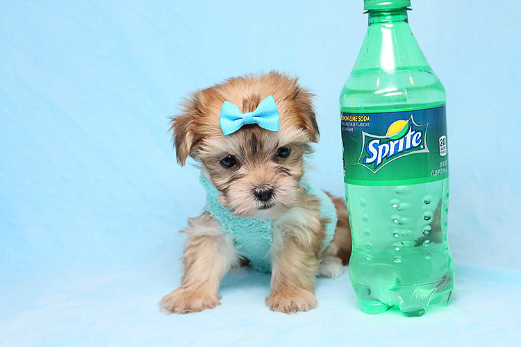 Boy with Luv - Tiny Teacup Morkie