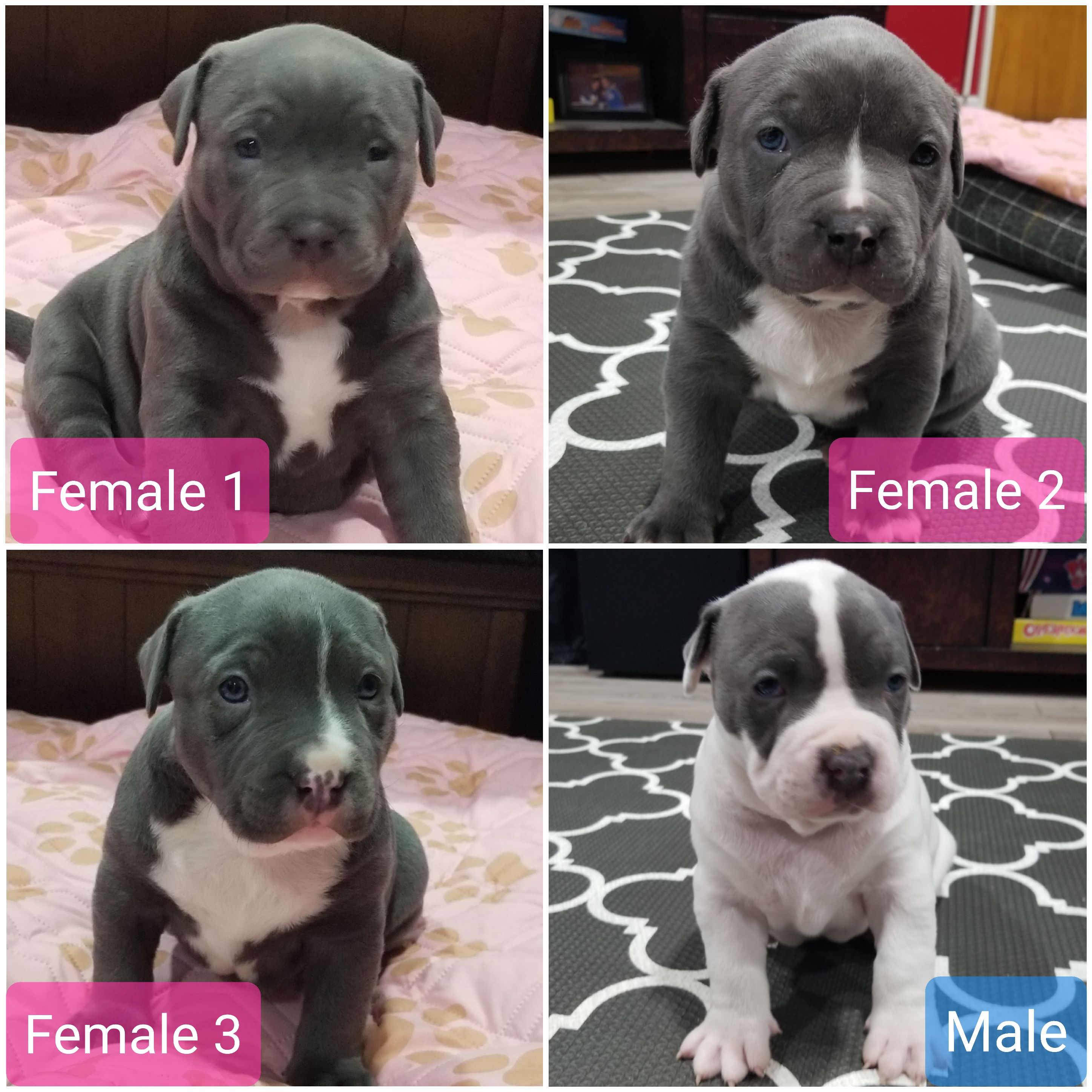 pennysaver blue nose pitbull puppies