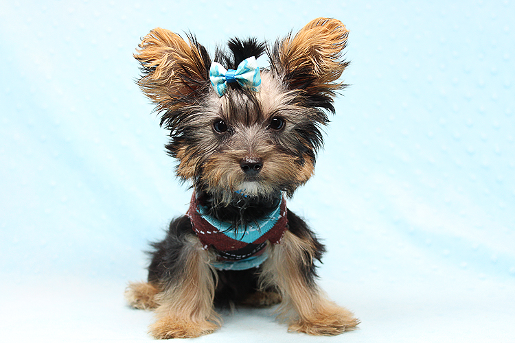Adorable Teacup Yorkie Puppy In Los Angeles