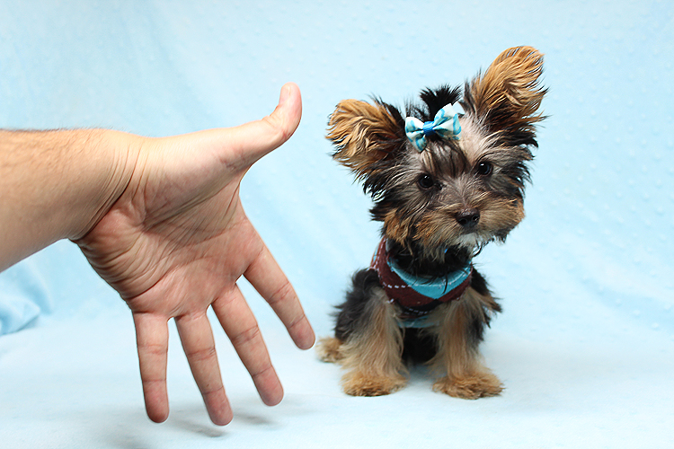 Adorable Teacup Yorkie Puppy In Los Angeles