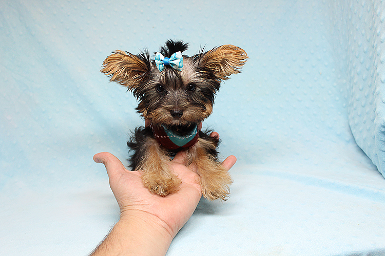 Adorable Teacup Yorkie Puppy In Los Angeles