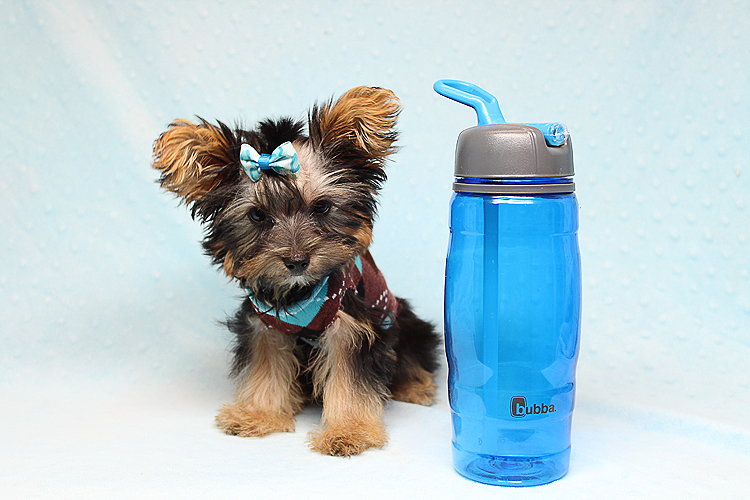 Adorable Teacup Yorkie Puppy In Los Angeles